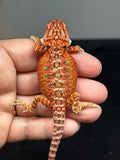 RM761, female, possible het hypo, 50% Red Monster bearded dragon for sale