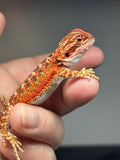 RM761, female, possible het hypo, 50% Red Monster bearded dragon for sale