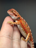RM761, female, possible het hypo, 50% Red Monster bearded dragon for sale