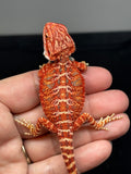 RM762, female, hypo, 50% Red Monster bearded dragon for sale