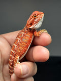 RM762, female, hypo, 50% Red Monster bearded dragon for sale