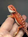 RM762, female, hypo, 50% Red Monster bearded dragon for sale