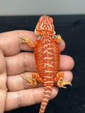 RM763, Male, hypo, 50% Red Monster bearded dragon for sale