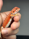 RM763, Male, hypo, 50% Red Monster bearded dragon for sale