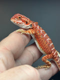 RM763, Male, hypo, 50% Red Monster bearded dragon for sale