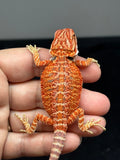RM764, female, hypo, 50% Red Monster bearded dragon for sale