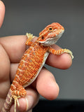 RM764, female, hypo, 50% Red Monster bearded dragon for sale