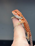RM764, female, hypo, 50% Red Monster bearded dragon for sale