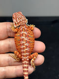RM765, male, hypo, 50% Red Monster bearded dragon for sale