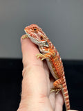 RM765, male, hypo, 50% Red Monster bearded dragon for sale