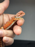 RM765, male, hypo, 50% Red Monster bearded dragon for sale