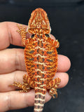 RM766, Male, possible het hypo, 50% Red Monster bearded dragon for sale