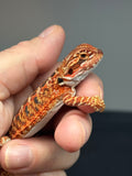 RM766, Male, possible het hypo, 50% Red Monster bearded dragon for sale