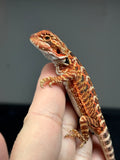 RM766, Male, possible het hypo, 50% Red Monster bearded dragon for sale