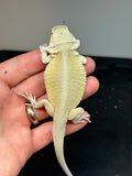 #1164 male, hypo, leatherback, Witblits, possible het zero/trans