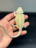 #1164 male, hypo, leatherback, Witblits, possible het zero/trans