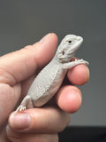 #1410, female, hypo, possible het wits/trans, Zero Bearded Dragon for sale