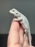 #1411, female, hypo, leatherback, possible wits/trans, Zero Bearded Dragon for sale