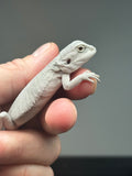 #1411, female, hypo, leatherback, possible wits/trans, Zero Bearded Dragon for sale