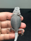#1412, male, hypo, trans, possible het wits, Zero Bearded Dragon for  sale