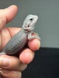 #1412, male, hypo, trans, possible het wits, Zero Bearded Dragon for  sale