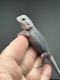 #1412, male, hypo, trans, possible het wits, Zero Bearded Dragon for  sale