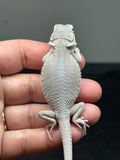 #1413, male, hypo, possible het wits/trans, Zero Bearded Dragon for  sale