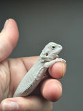 #1413, male, hypo, possible het wits/trans, Zero Bearded Dragon for  sale