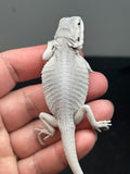 #1411, female, hypo, leatherback, possible wits/trans, Zero Bearded Dragon for sale