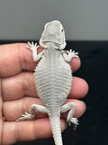 #1410, female, hypo, possible het wits/trans, Zero Bearded Dragon for sale