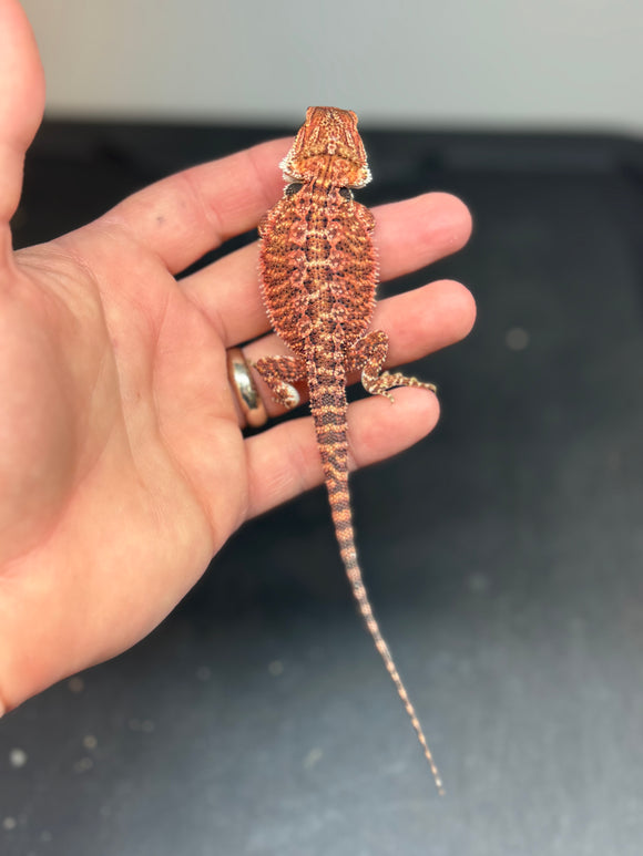 RM416 female, 50% red monster, het hypo