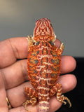 RM767, male, hypo, 50% Red Monster bearded dragon for sale