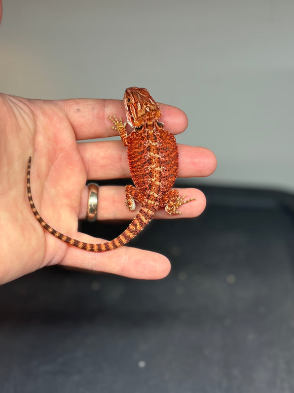 RM417 female, 50% red monster, hypo