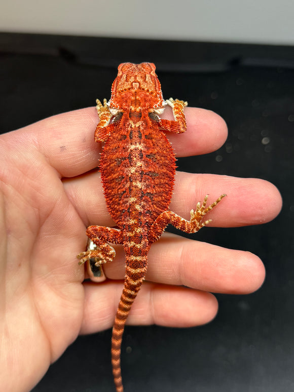 RM418 male, 50% red monster, het hypo