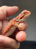 RM767, male, hypo, 50% Red Monster bearded dragon for sale