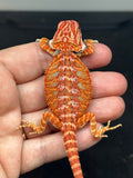 RM768, female, hypo, 50% Red Monster bearded dragon for sale