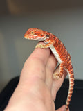 RM418 male, 50% red monster, het hypo