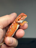 RM768, female, hypo, 50% Red Monster bearded dragon for sale
