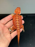 RM419 male, 50% red monster, het hypo