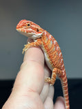 RM768, female, hypo, 50% Red Monster bearded dragon for sale