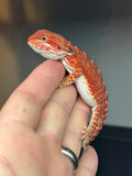 RM419 male, 50% red monster, het hypo