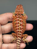 RM769, female, possible het hypo, 50% Red Monster bearded dragon for sale