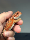 RM769, female, possible het hypo, 50% Red Monster bearded dragon for sale