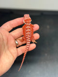 RM420 male, 100% Red Monster, hypo