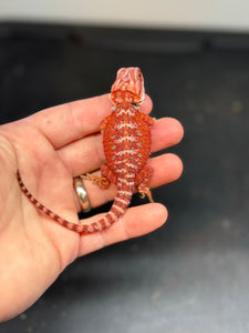 RM420 male, 100% Red Monster, hypo