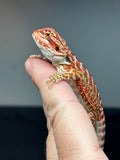 RM769, female, possible het hypo, 50% Red Monster bearded dragon for sale