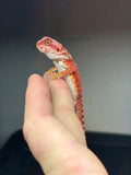 RM420 male, 100% Red Monster, hypo