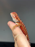 RM770, female, possible het hypo, 50% Red Monster bearded dragon for sale