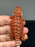 RM771, male, possible het hypo, 50% Red monster bearded dragon for sale