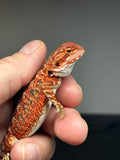 RM771, male, possible het hypo, 50% Red monster bearded dragon for sale